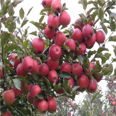 泰安高新区春晓苗木园艺场常年提供苹果树苗，欢迎来电咨询